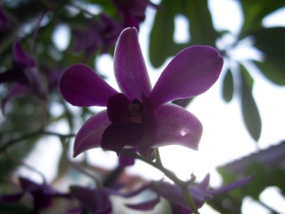 orchid-6.jpg